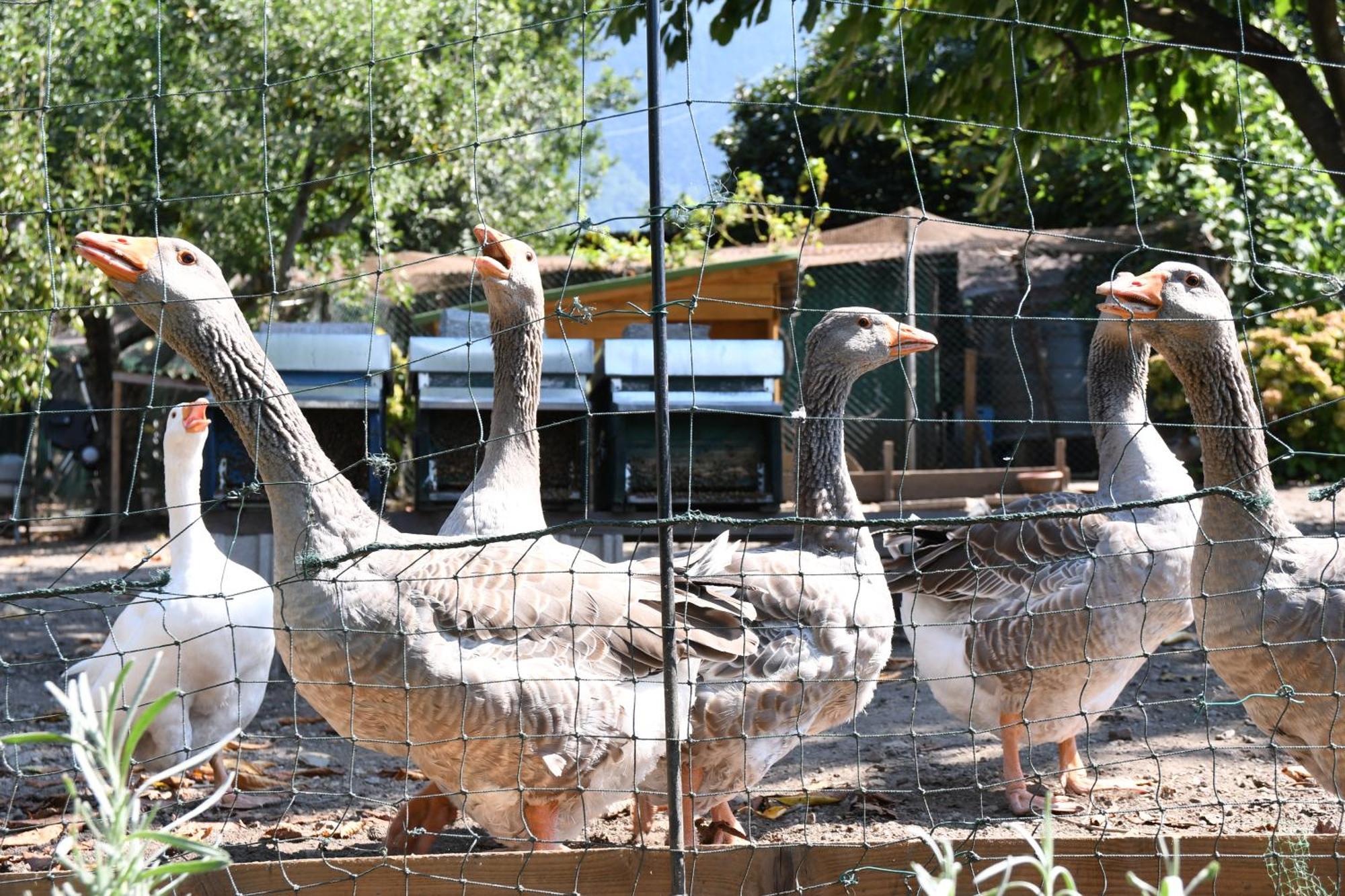 Il Giardino Dei Ciliegi Apartment Colico Luaran gambar