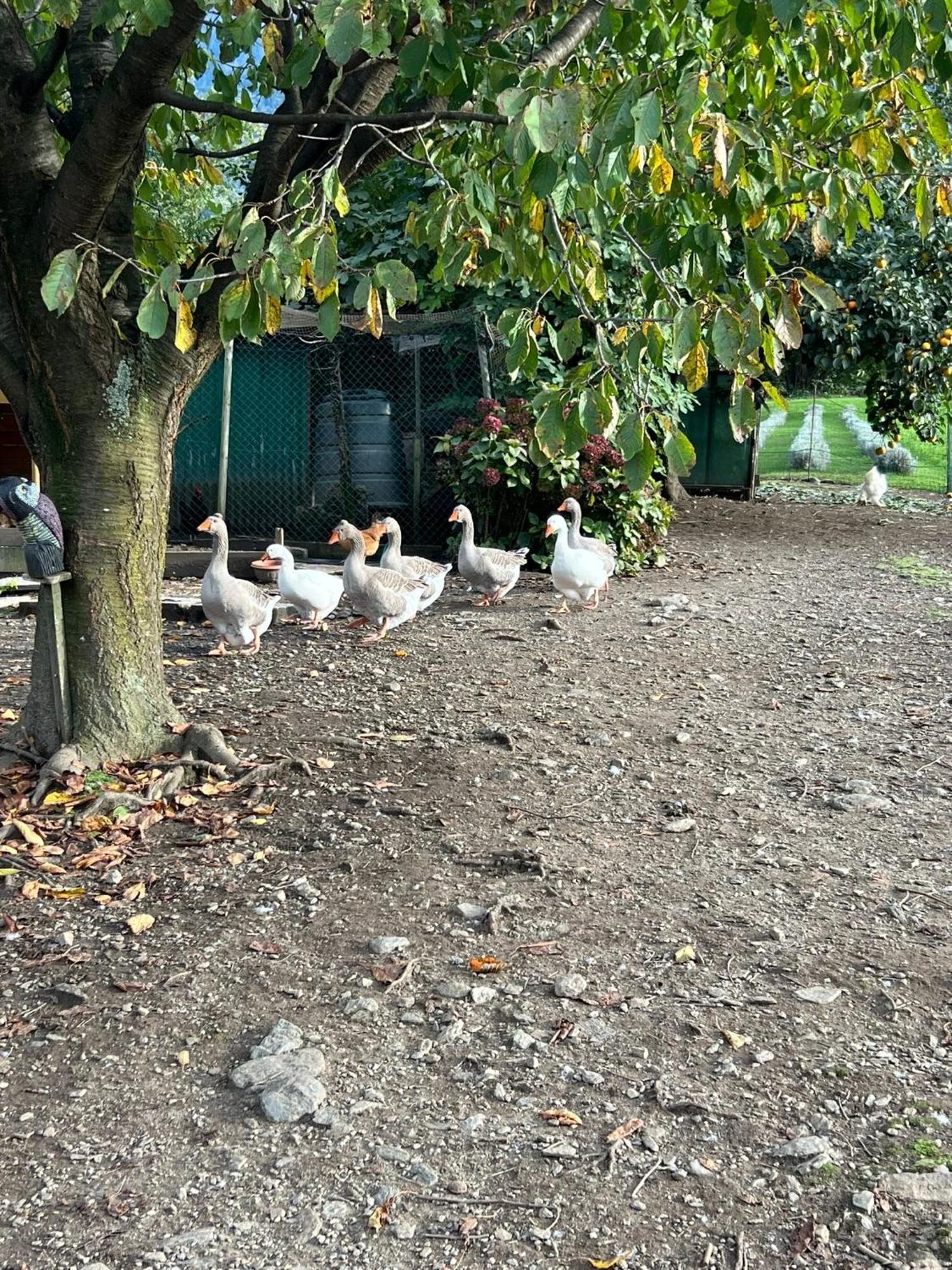 Il Giardino Dei Ciliegi Apartment Colico Luaran gambar