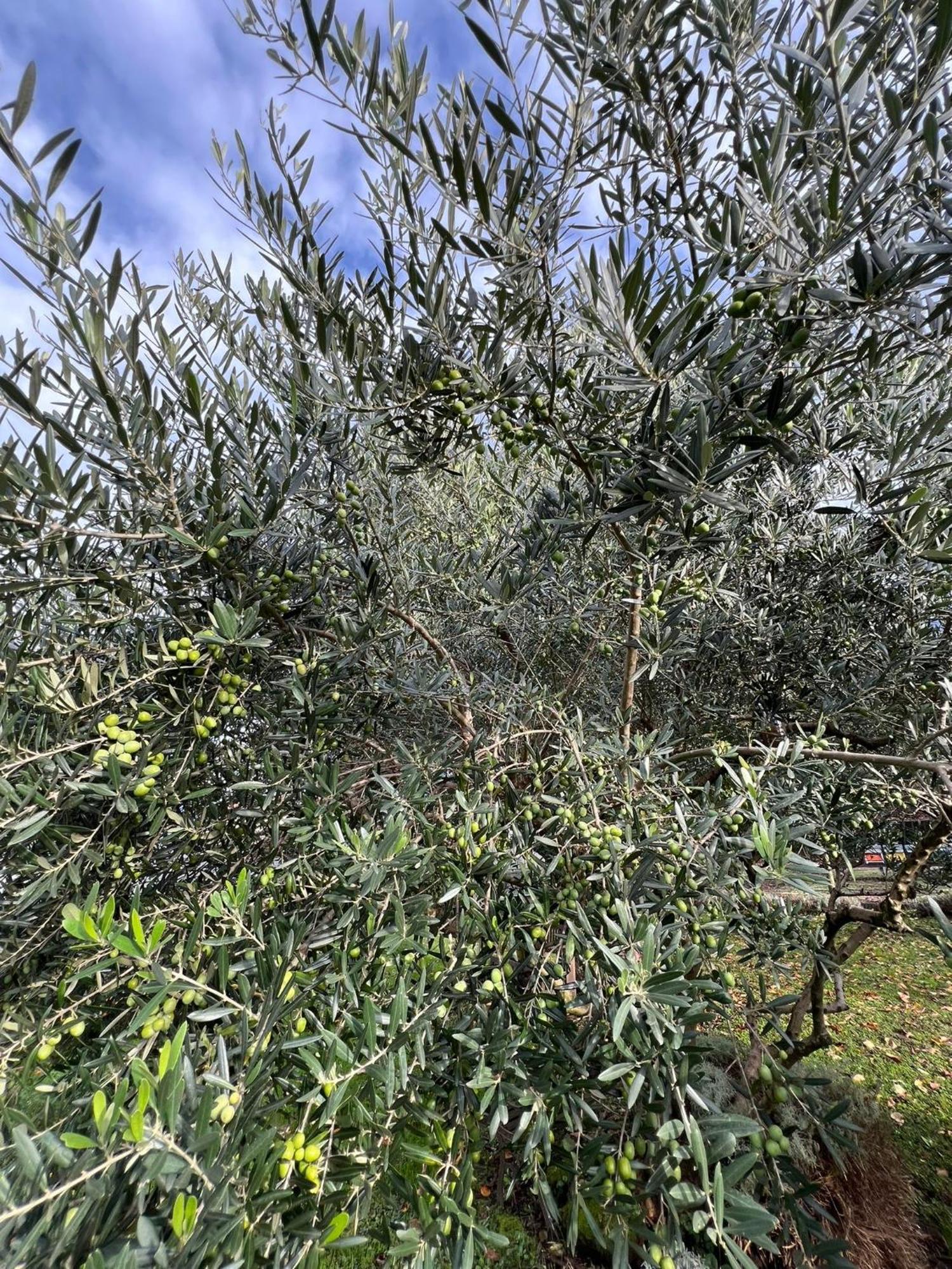 Il Giardino Dei Ciliegi Apartment Colico Luaran gambar